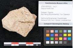 Foto (Objekt + Etikett) von Sequoia hardtii Endl. (NHMW-GEO-2024-0188-8250)